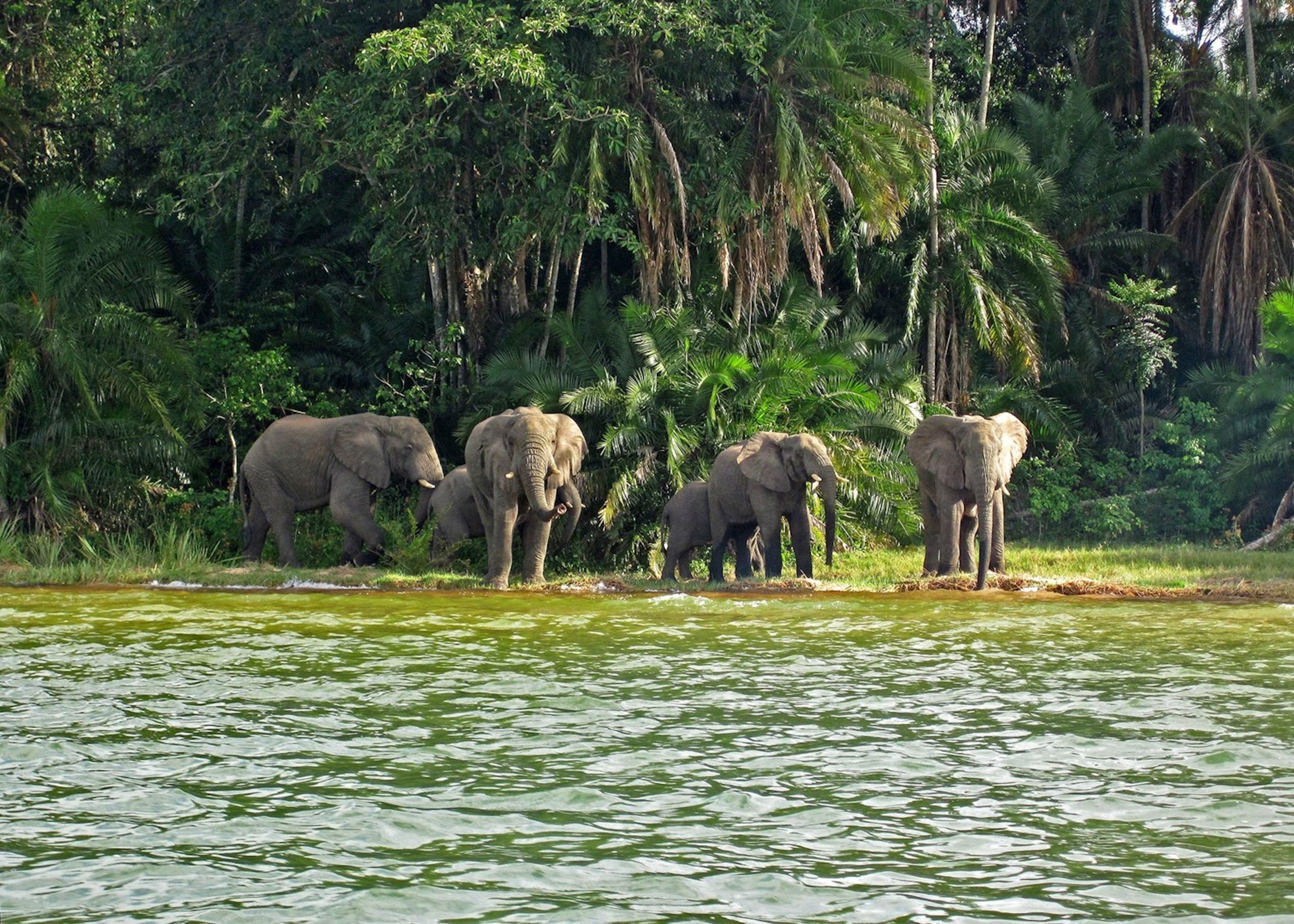 489962-elephants-on-rubondo-island-lake-victoria