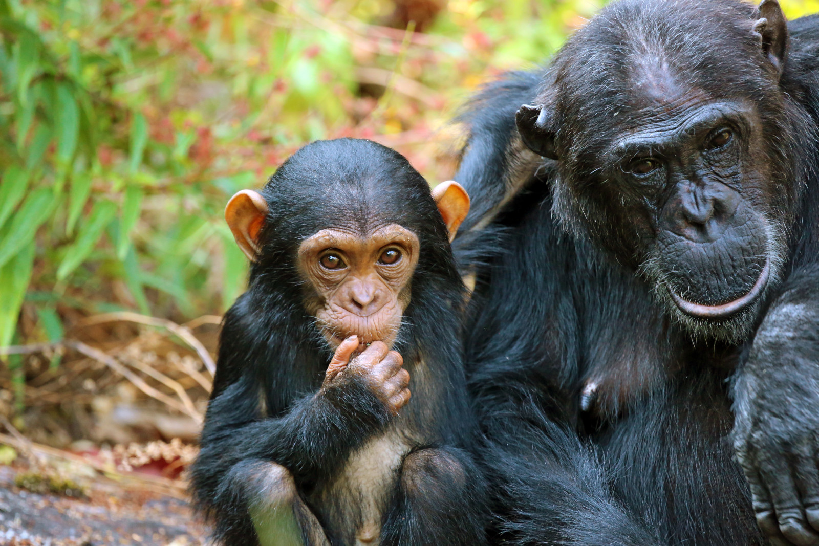 Feature-Mahale-Mountain-National-Park-Tanzania-Chimpanzee