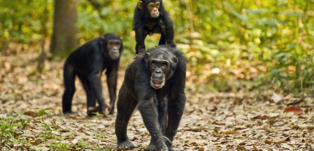 Gombe Stream National Park