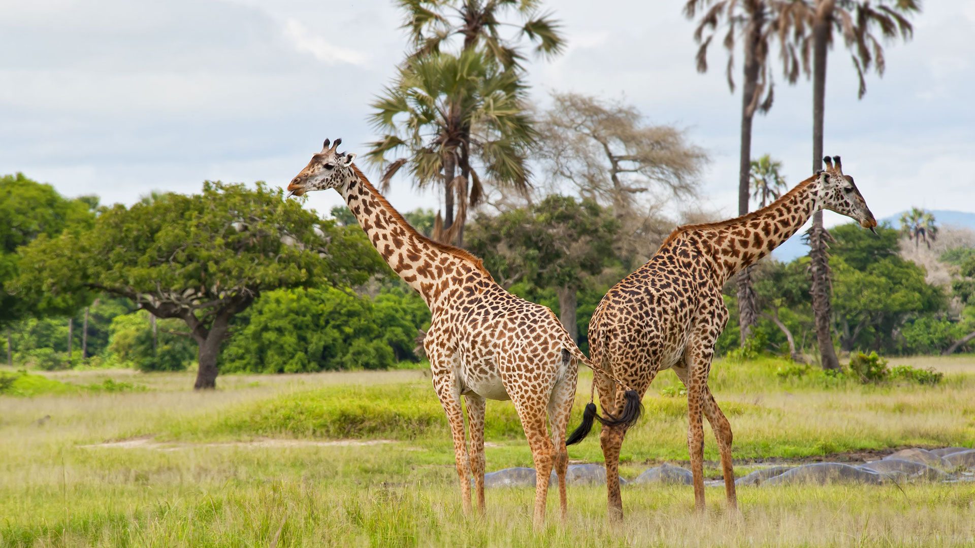 Katavi-Walking-Safari-andBeyond-Experiences