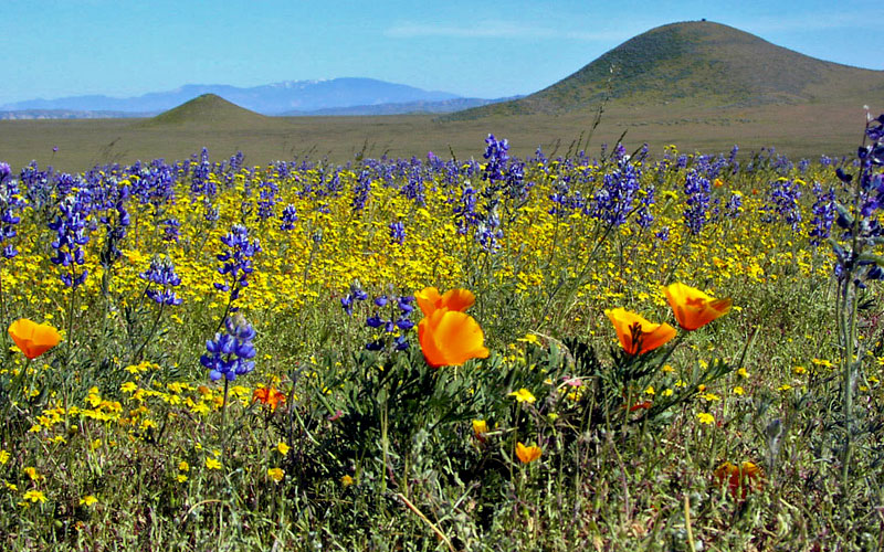 Kitulo-National-Parksa