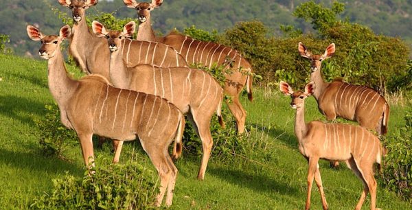 Ruaha National Park