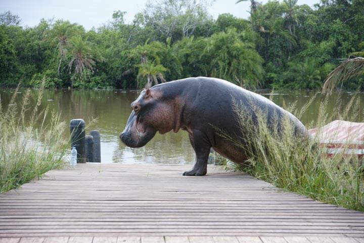 Saadani-River-Lodge1