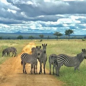 8 Days Mid-Range North circuit Safari via Northern Serengeti