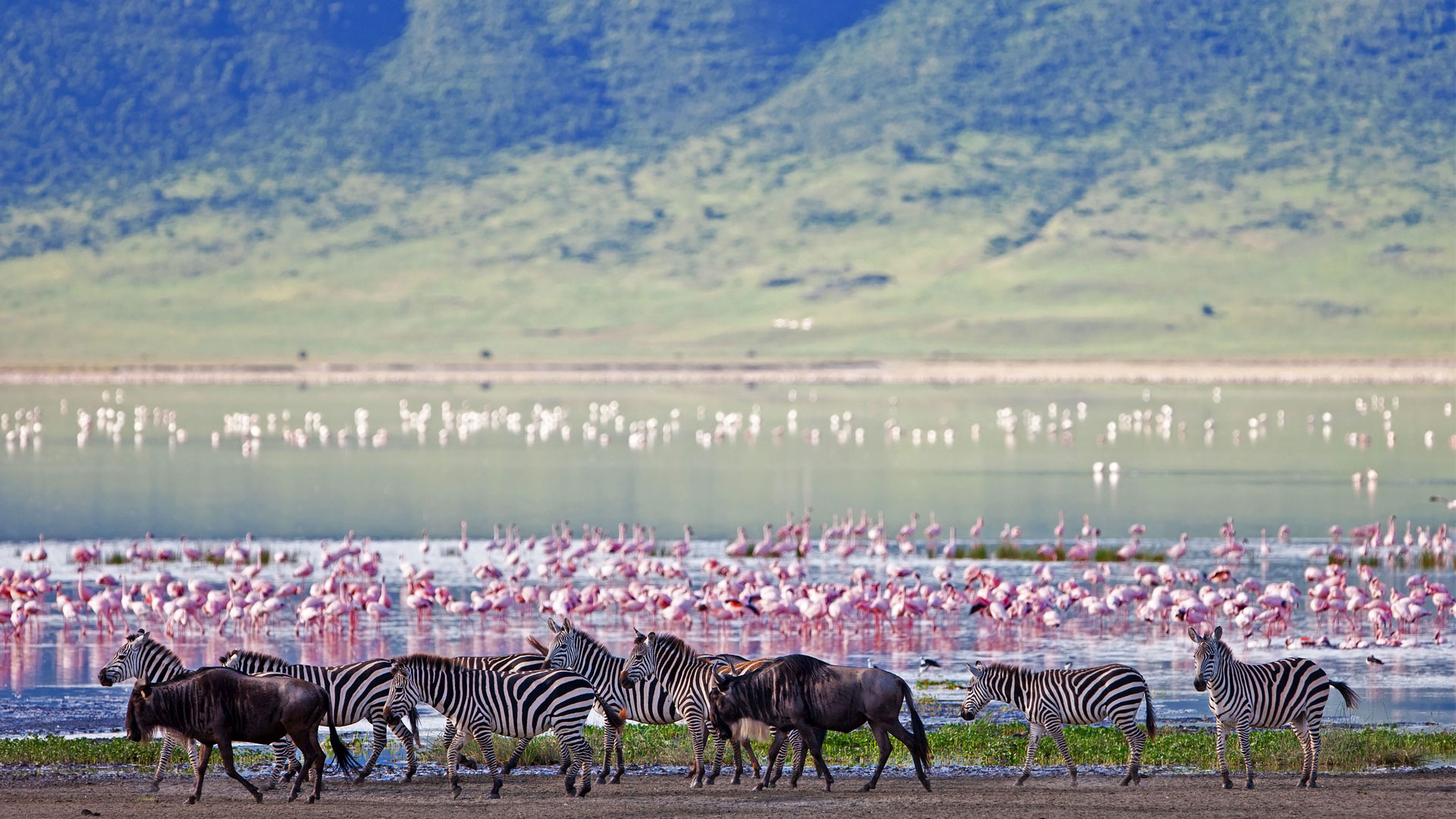 ngorongoro-crater-floor-teaming-with-game