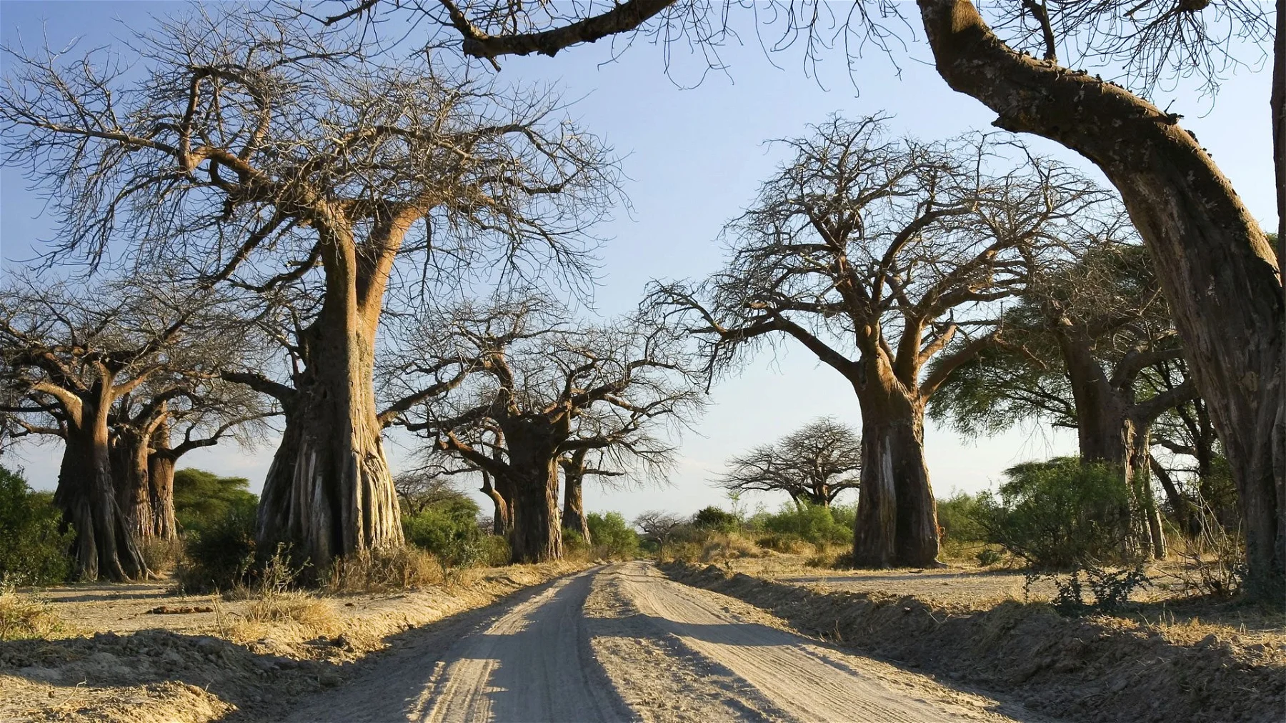 ruaha-ruaha-national-park-tanzania