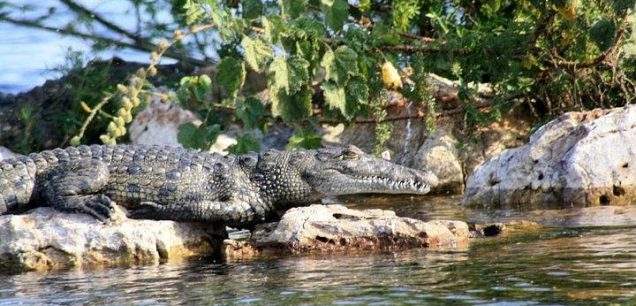 Rubondo National Park