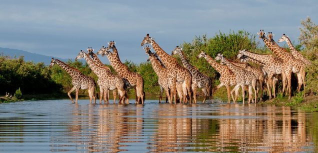 Selous Game Reserve