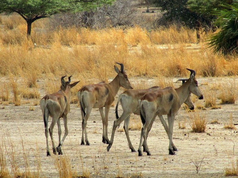 selous-safari