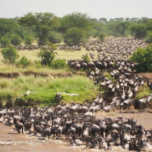 8 Days Luxury North circuit Safari via Northern Serengeti.
