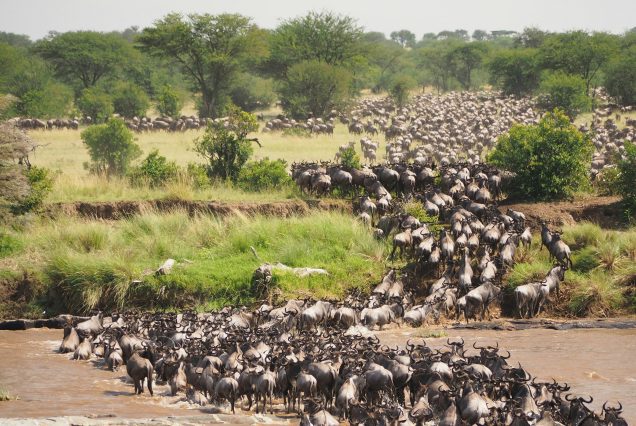 8 Days Luxury North circuit Safari via Northern Serengeti.