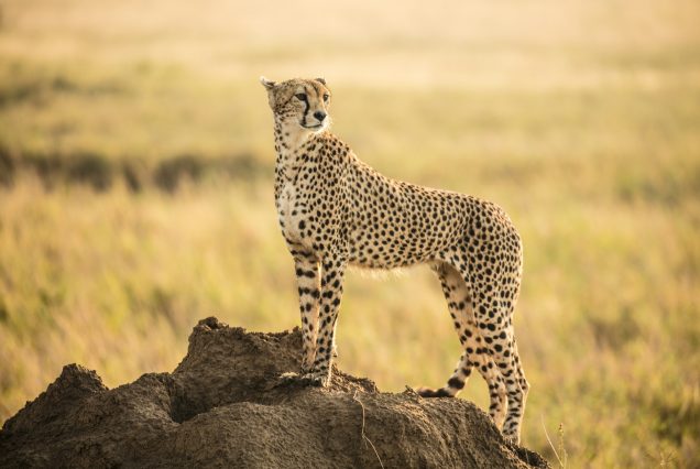 8 Days Mid-Range North circuit Safari via Southern Serengeti